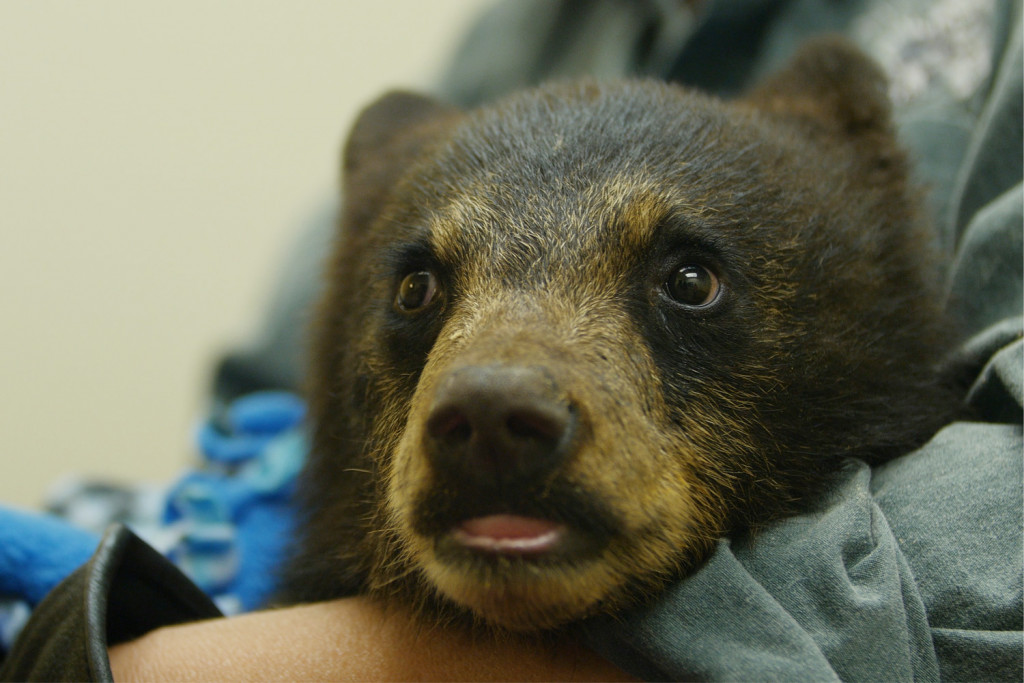 Wild Bear Rescue | Omnifilm Entertainment Ltd.